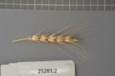 Click for 1 image(s) for this accession. Spike